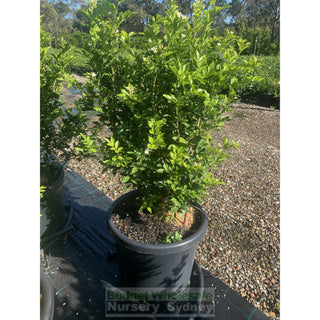 Murraya Paniculata Super Large (Orange Jasmine) 500Mm Pot Plants