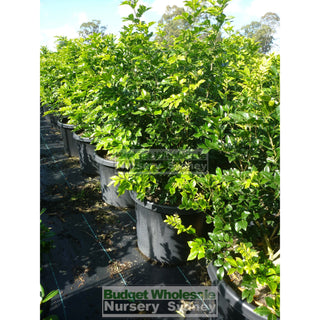 Murraya Paniculata Super Large (Orange Jasmine) 500Mm Pot Plants