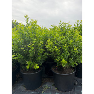 Murraya Paniculata 115L (Orange Jasmine) 650mm Pot Plants