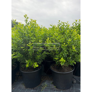 Murraya Paniculata 115L (Orange Jasmine) 650mm Pot Plants