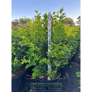 Murraya Paniculata 85L (Orange Jasmine) 580mm Pot Plants