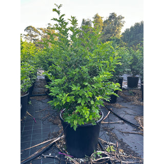 Murraya Paniculata 85L (Orange Jasmine) 580mm Pot Plants