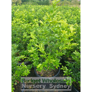 Murraya Paniculata Super Large (Orange Jasmine) 500Mm Pot Plants