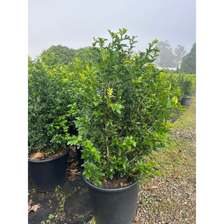 Murraya Paniculata 85L (Orange Jasmine) 580mm Pot Plants