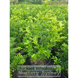 Murraya Paniculata Super Large (Orange Jasmine) 500Mm Pot Plants
