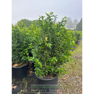 Murraya Paniculata 85L (Orange Jasmine) 580mm Pot Plants