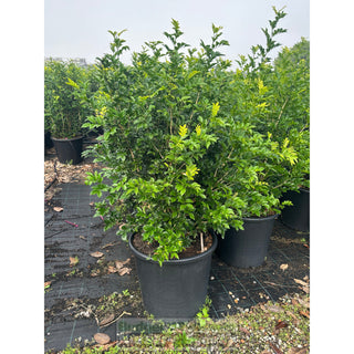Murraya Paniculata 85L (Orange Jasmine) 580mm Pot Plants