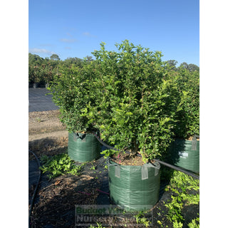 Murraya Paniculata Super Advanced Orange Jasmine) 150L Bag Pot Plants