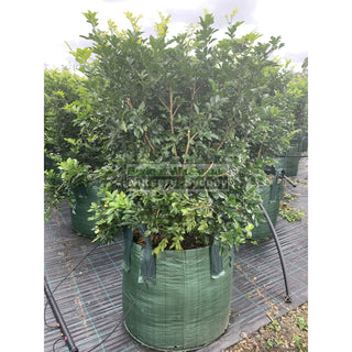 Murraya Paniculata Super Advanced Orange Jasmine) 150L Bag Pot Plants