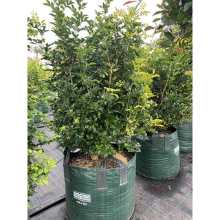 Murraya Paniculata Super Advanced Orange Jasmine) 150L Bag Pot Plants