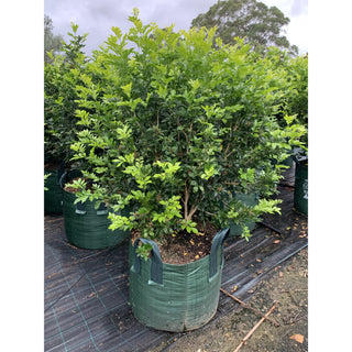 Murraya Paniculata Super Advanced Orange Jasmine) 150L Bag Pot Plants