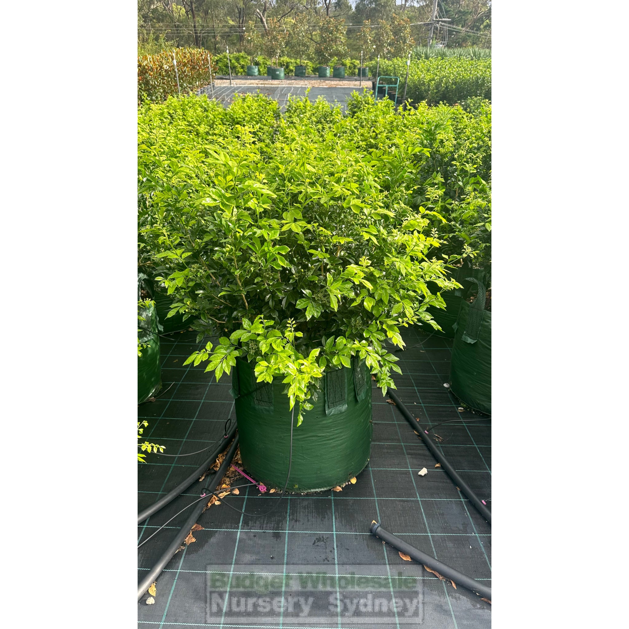 100l plant pot Murraya Paniculata ADVANCED (Orange Jasmine) 100L bag Pot – BUDGET WHOLESALE NURSERY SYDNEY