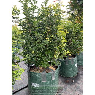Murraya Paniculata Super Advanced Orange Jasmine) 150L Bag Pot Plants