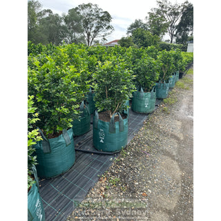 Murraya Paniculata Advanced (Orange Jasmine) 100L Bag Pot Plants