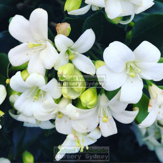 Murraya Paniculata Super Large (Orange Jasmine) 500Mm Pot Plants