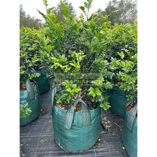Murraya Paniculata Advanced (Orange Jasmine) 100L Bag Pot Plants