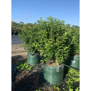Murraya Paniculata Super Advanced Orange Jasmine) 150L Bag Pot Plants