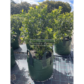 Murraya Paniculata Advanced (Orange Jasmine) 100L Bag Pot Plants