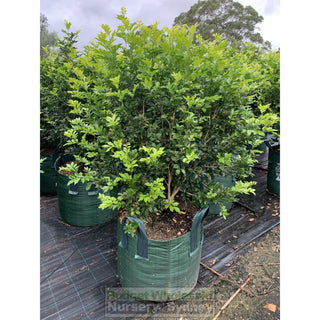 Murraya Paniculata Super Advanced Orange Jasmine) 150L Bag Pot Plants