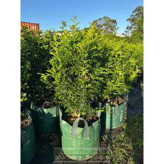 Murraya Paniculata ADVANCED (Orange Jasmine) 100L bag Pot Plants