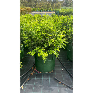 Murraya Paniculata Advanced (Orange Jasmine) 100L Bag Pot Plants