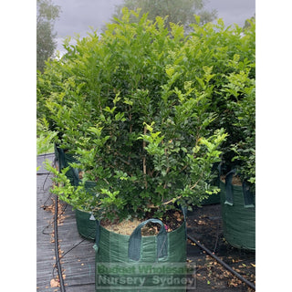 Murraya Paniculata Super Advanced Orange Jasmine) 150L Bag Pot Plants