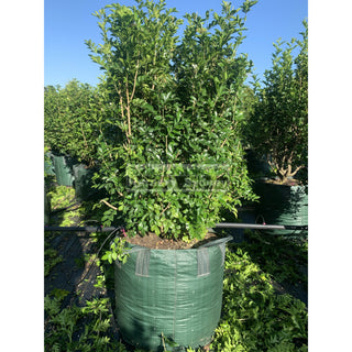 Murraya Paniculata Super Advanced Orange Jasmine) 150L Bag Pot Plants