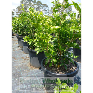 Murraya Paniculata Large (Orange Jasmine) 300Mm Pot Advanced Plants