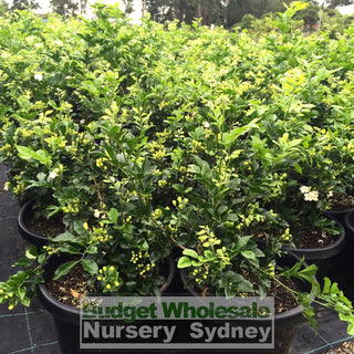 Murraya Paniculata Large (Orange Jasmine) 300Mm Pot Advanced Plants