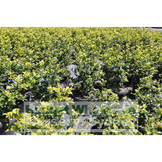 Murraya Paniculata Large (Orange Jasmine) 300Mm Pot Advanced Plants