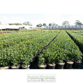 Murraya Paniculata Large (Orange Jasmine) 300Mm Pot Advanced Plants