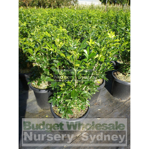 Murraya Paniculata Large (Orange Jasmine) 300Mm Pot Advanced Plants
