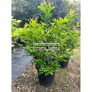 Murraya Paniculata Large (Orange Jasmine) 300Mm Pot Advanced Plants
