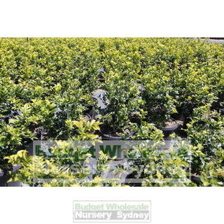 Murraya Paniculata Large (Orange Jasmine) 300Mm Pot Advanced Plants