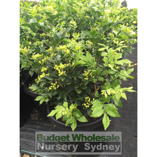 Murraya Paniculata Large (Orange Jasmine) 300Mm Pot Advanced Plants