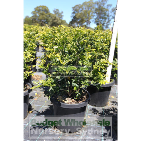 Murraya Paniculata Large (Orange Jasmine) 300Mm Pot Advanced Plants