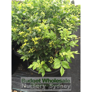 Murraya Paniculata Large (Orange Jasmine) 300Mm Pot Advanced Plants