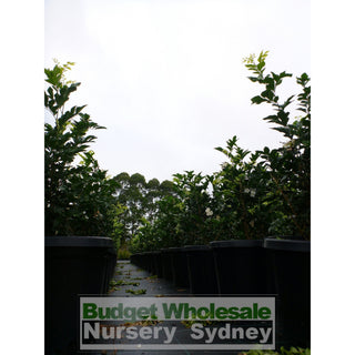 Murraya Paniculata Large (Orange Jasmine) 300Mm Pot Advanced Plants