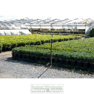 Murraya Paniculata Large (Orange Jasmine) 300Mm Pot Advanced Plants