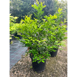 Murraya Paniculata Large (Orange Jasmine) 300Mm Pot Advanced Plants