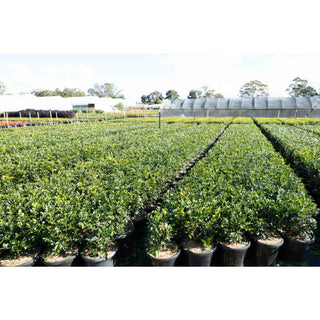 Murraya Paniculata Large (Orange Jasmine) 300Mm Pot Advanced Plants