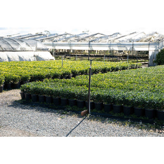 Murraya Paniculata Large (Orange Jasmine) 300Mm Pot Advanced Plants