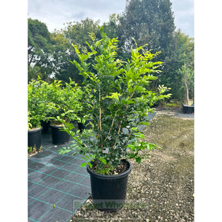 Murraya Paniculata Large (Orange Jasmine) 300Mm Pot Advanced Plants