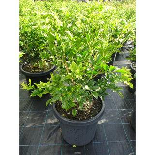 Murraya Paniculata Large (Orange Jasmine) 300Mm Pot Advanced Plants