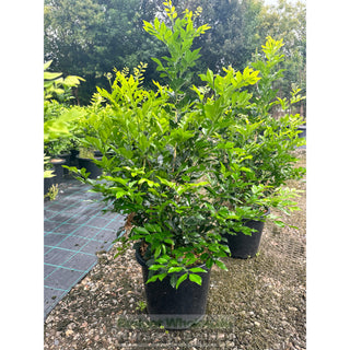 Murraya Paniculata Large (Orange Jasmine) 300Mm Pot Advanced Plants