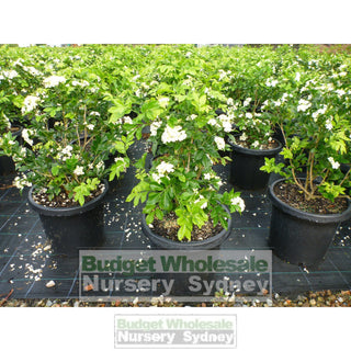 Murraya Paniculata Large (Orange Jasmine) 300Mm Pot Advanced Plants