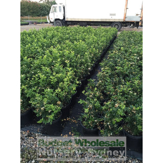 Murraya Paniculata Large (Orange Jasmine) 300Mm Pot Advanced Plants