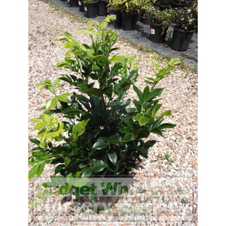 Murraya Paniculata (Orange Jasmine) 200Mm Pot Plants