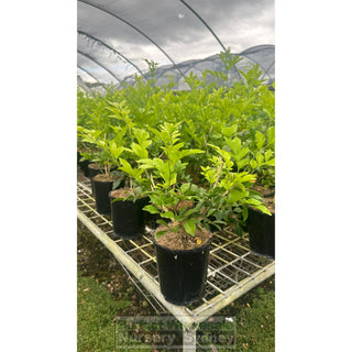 Murraya Paniculata (Orange Jasmine) 140Mm Pot Plants