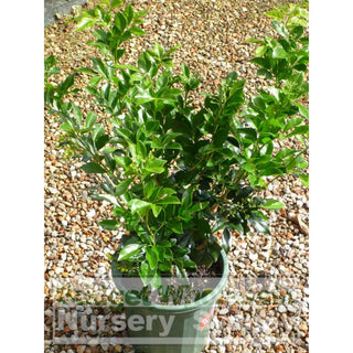 Murraya Paniculata (Orange Jasmine) 200Mm Pot Plants